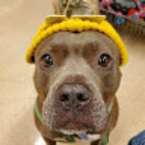 Meet your Posher, Victor